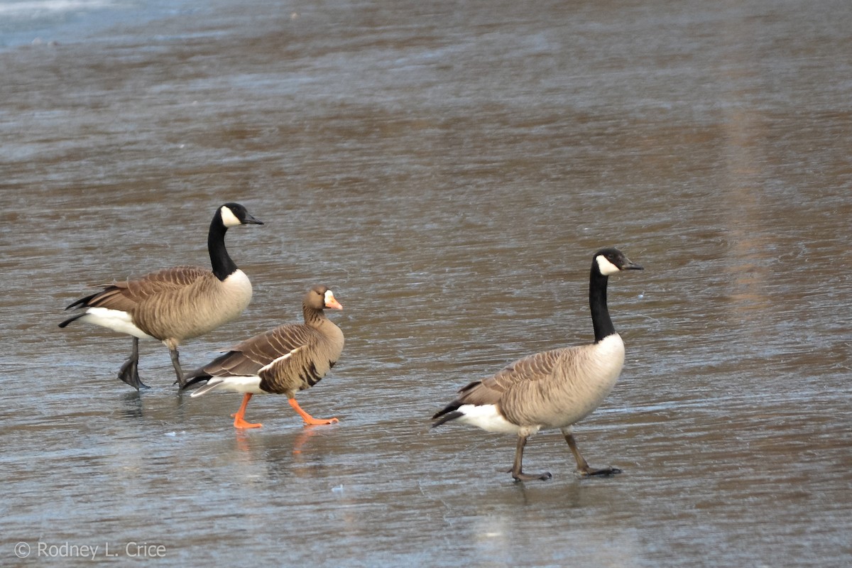 Greater White-fronted Goose - ML81418451