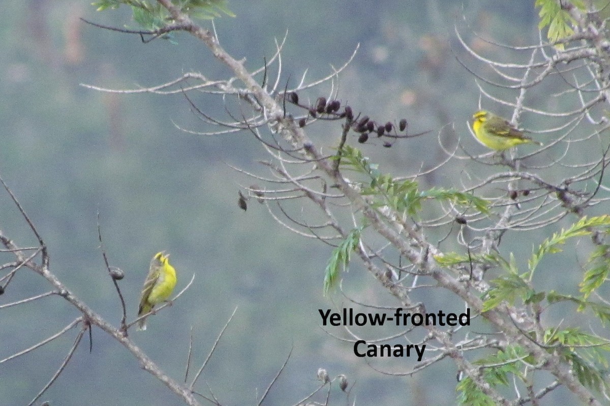 Yellow-fronted Canary - ann carter