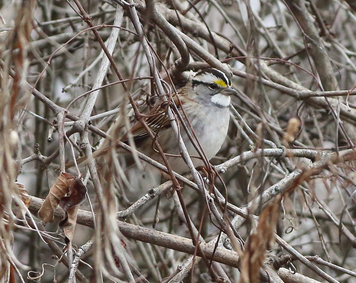 White-throated Sparrow - ML81418981