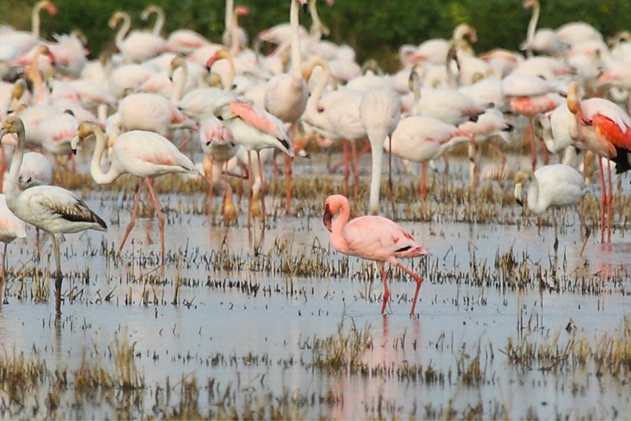 Lesser Flamingo - António Gonçalves