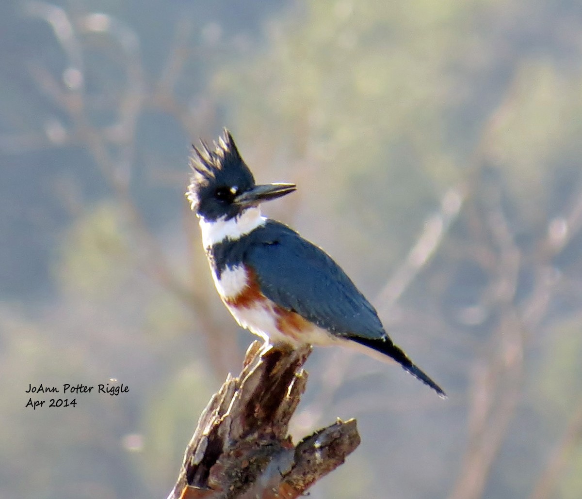 Belted Kingfisher - ML81421101