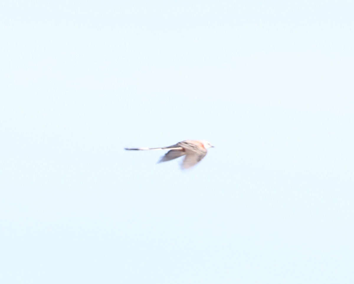Scissor-tailed Flycatcher - ML81422031