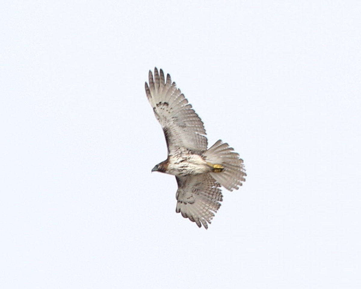 Red-tailed Hawk - ML81422241