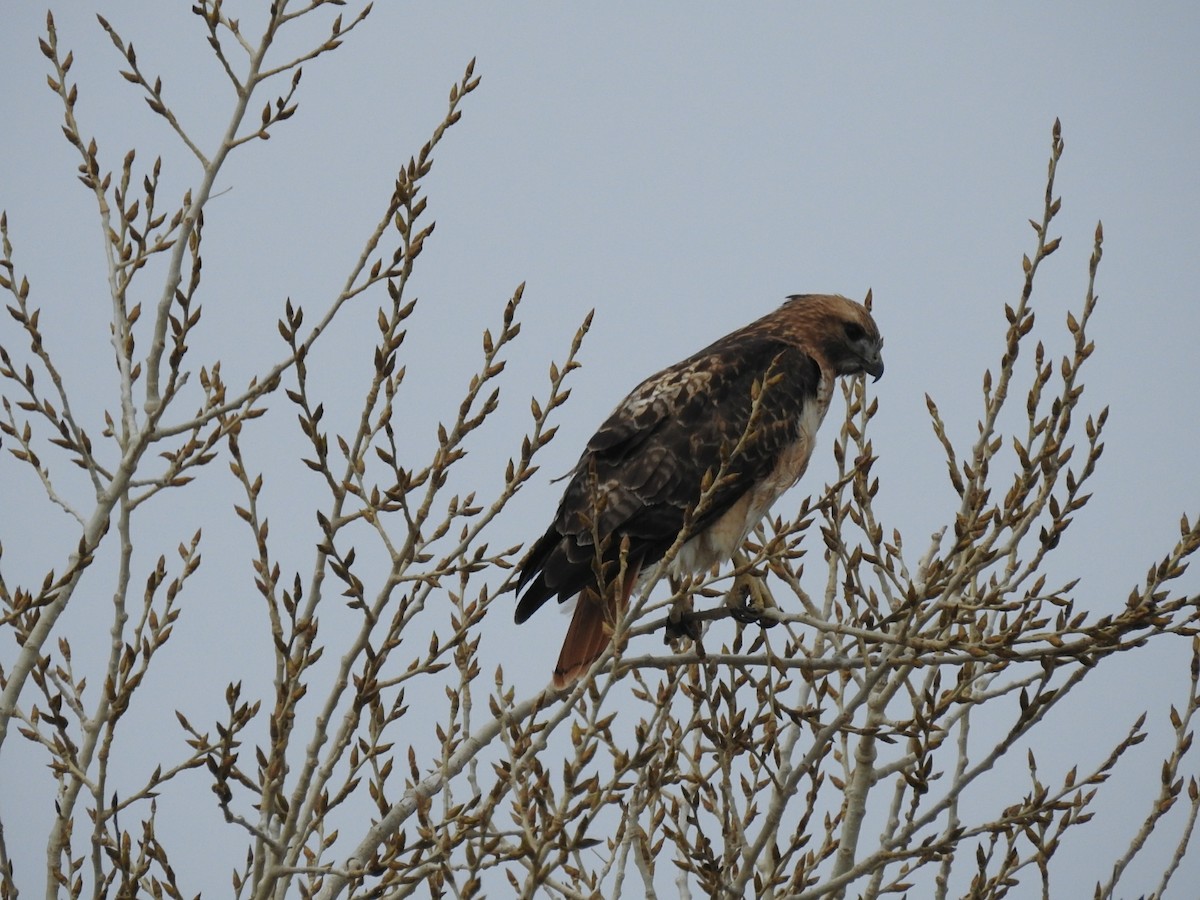Red-tailed Hawk - ML81422361