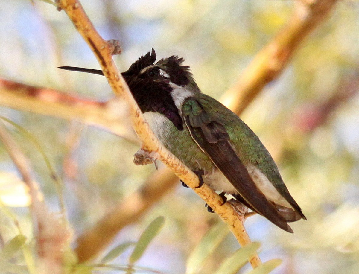 Costa's Hummingbird - ML81423671