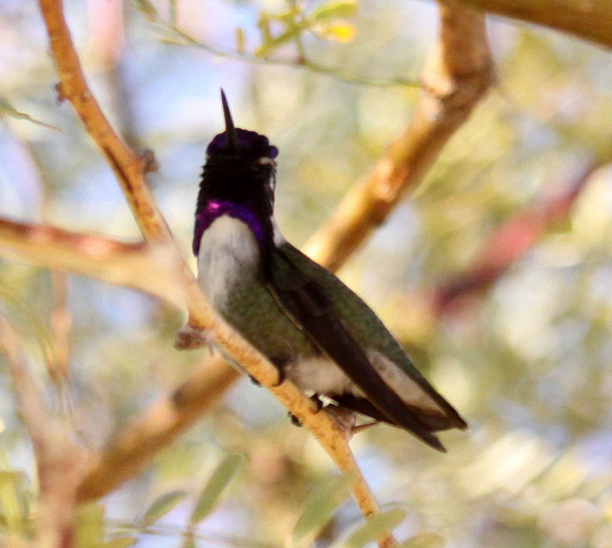 Costa's Hummingbird - ML81423681