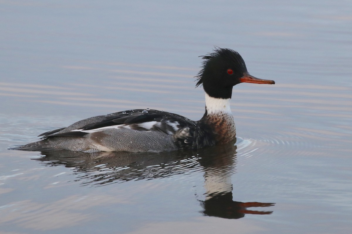 Red-breasted Merganser - Holly Cox