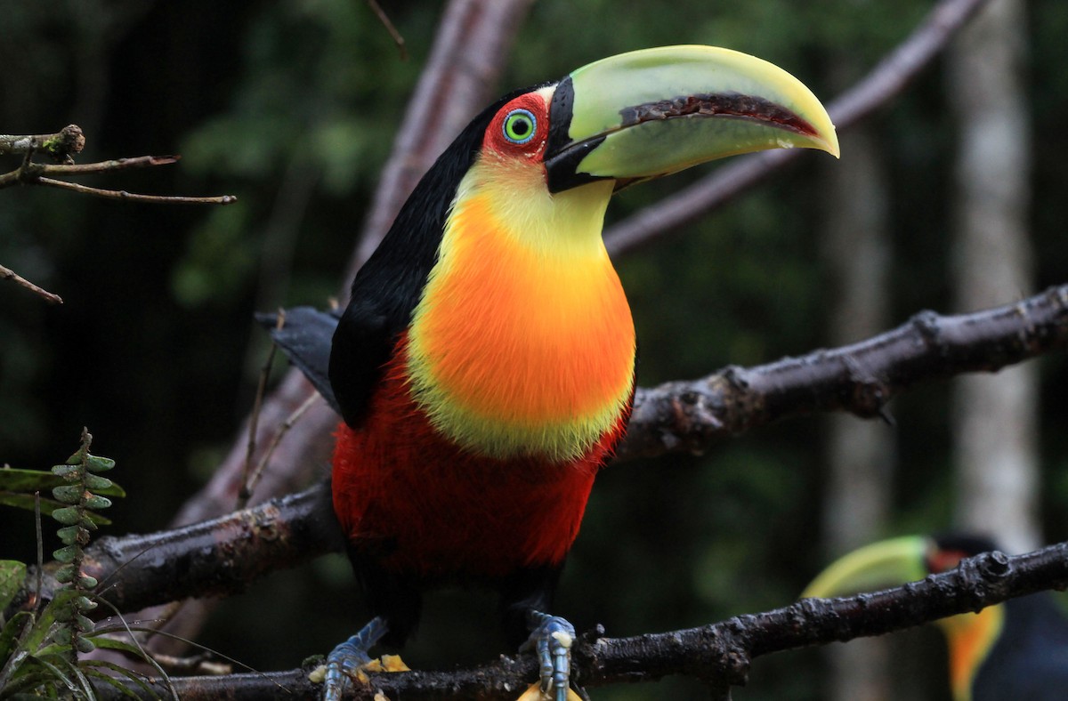Red-breasted Toucan - ML81430461