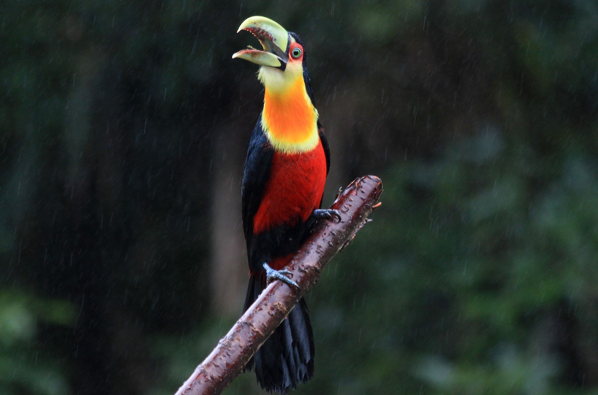 Red-breasted Toucan - ML81430581