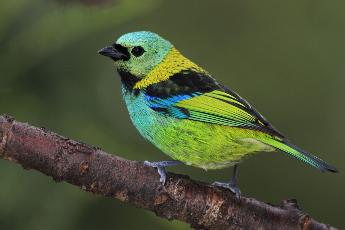 Green-headed Tanager - ML81433361