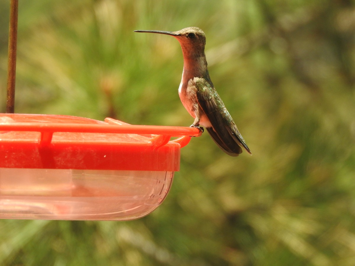 Broad-tailed Hummingbird - Aidan Coohill