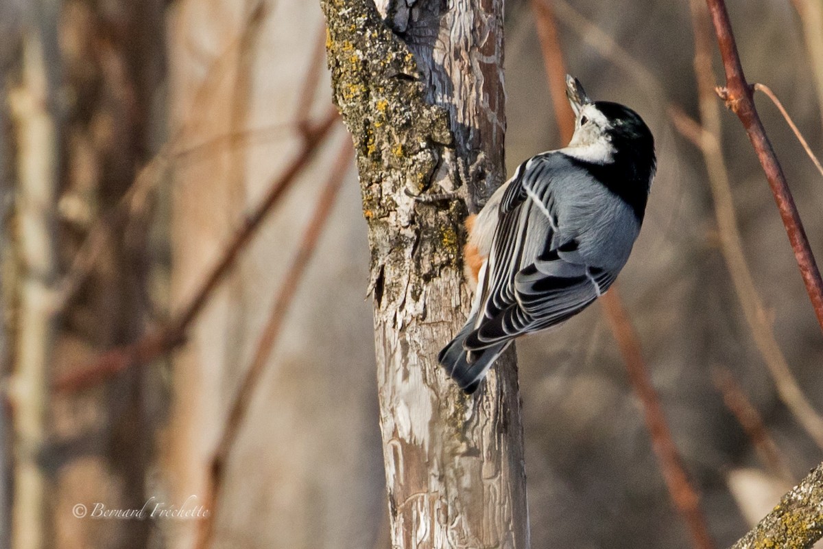 White-breasted Nuthatch - ML81435771
