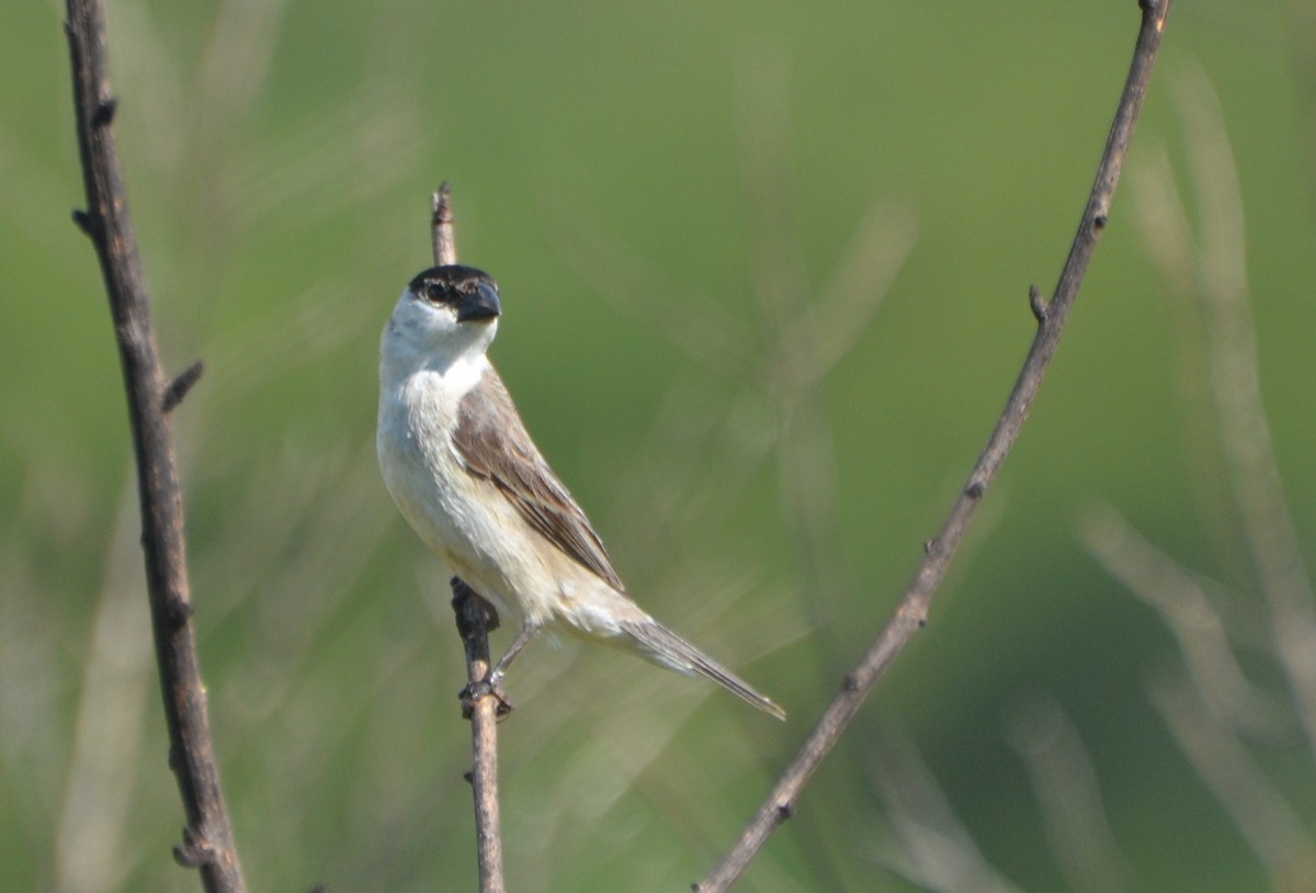 Pearly-bellied Seedeater - ML81437741