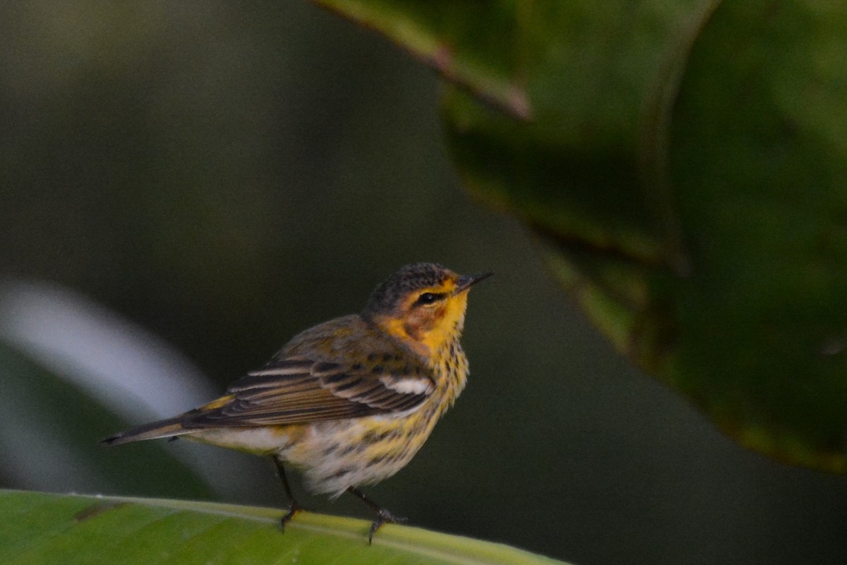 Cape May Warbler - Jeremy Collison