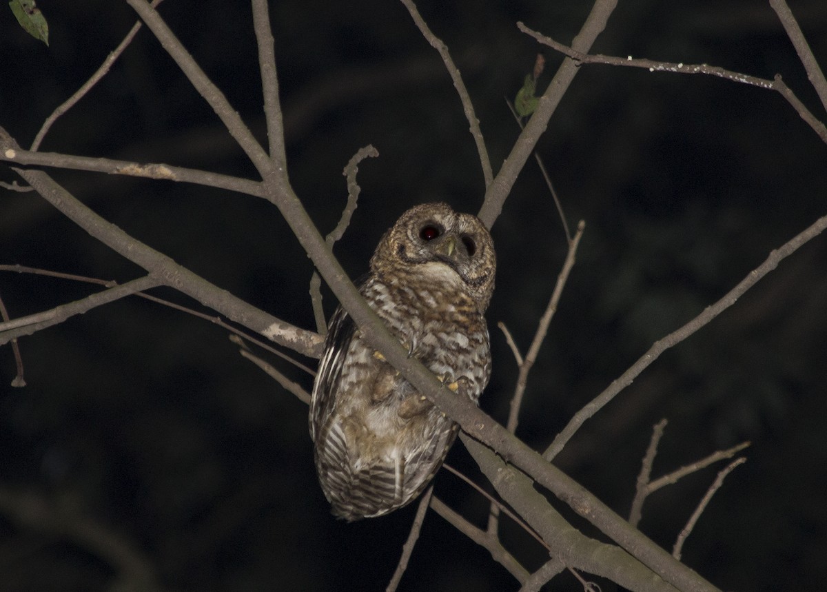 Rusty-barred Owl - ML81439021