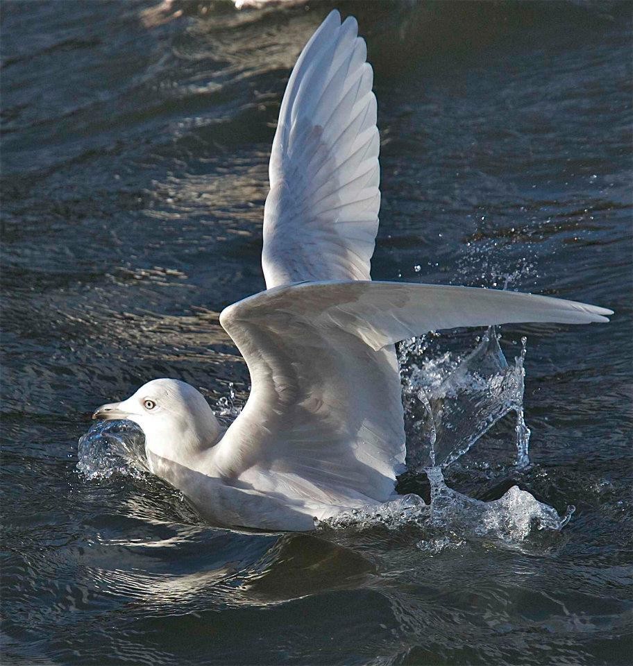 Iceland Gull (kumlieni/glaucoides) - Eric Barnes
