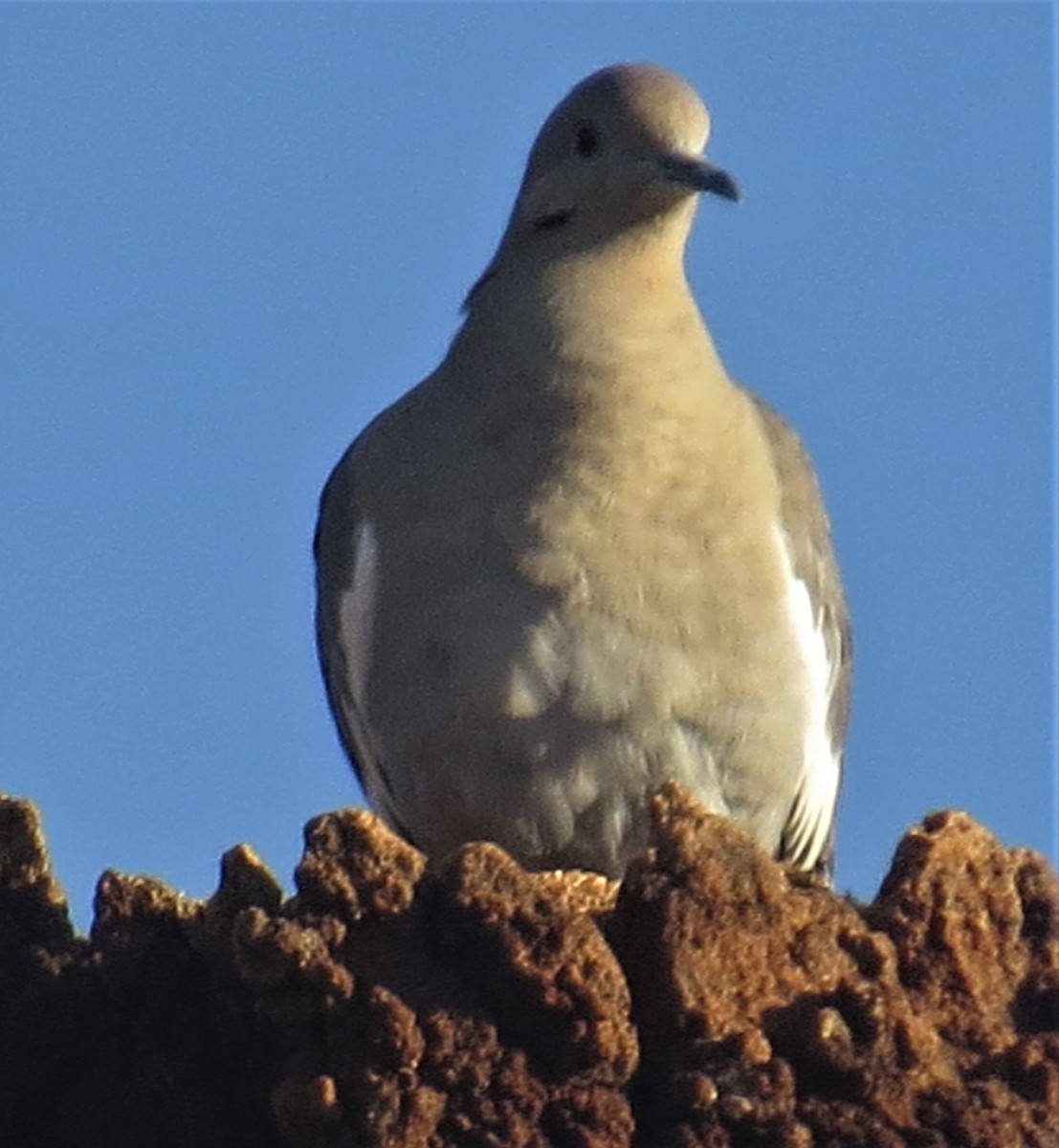 White-winged Dove - ML81439281