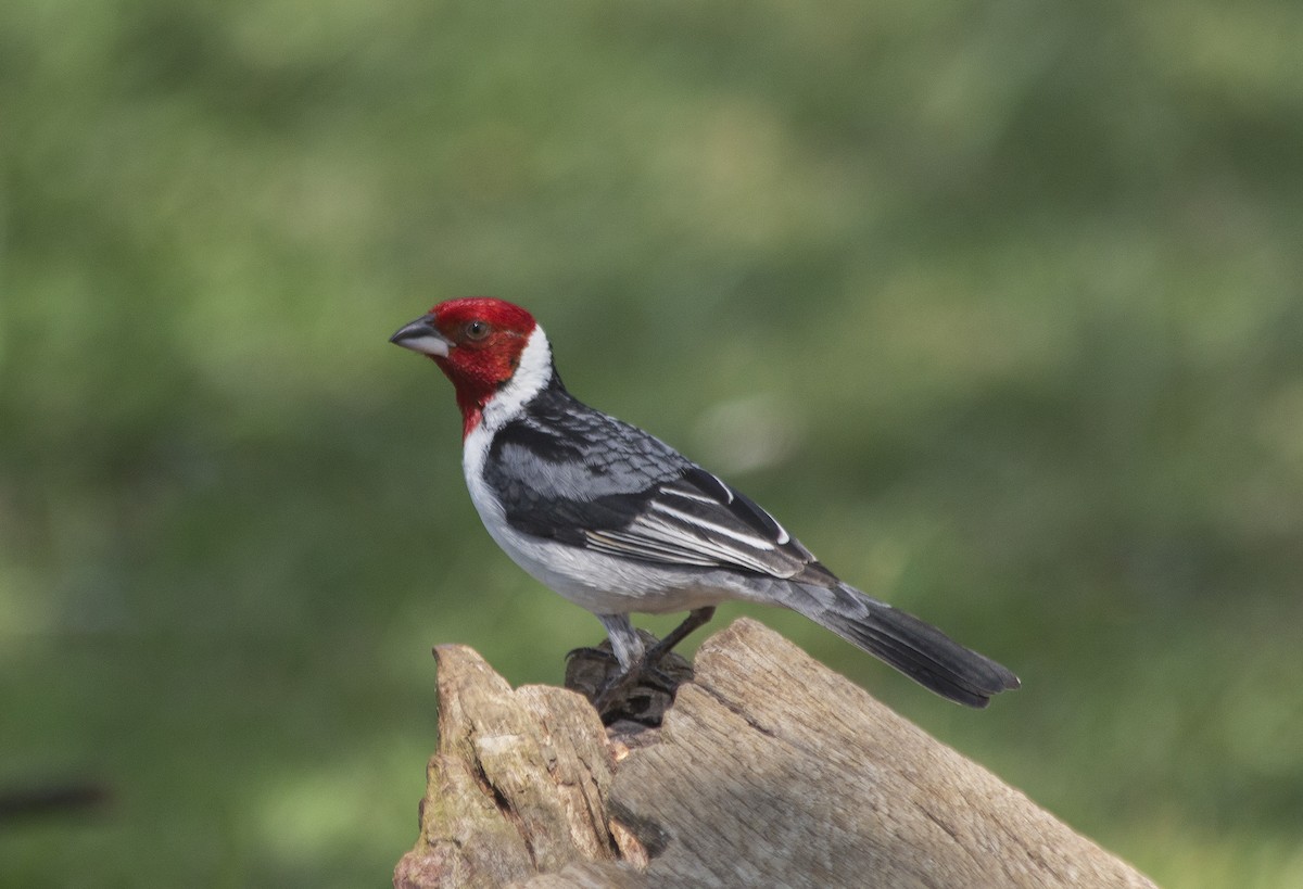 Red-cowled Cardinal - ML81439291