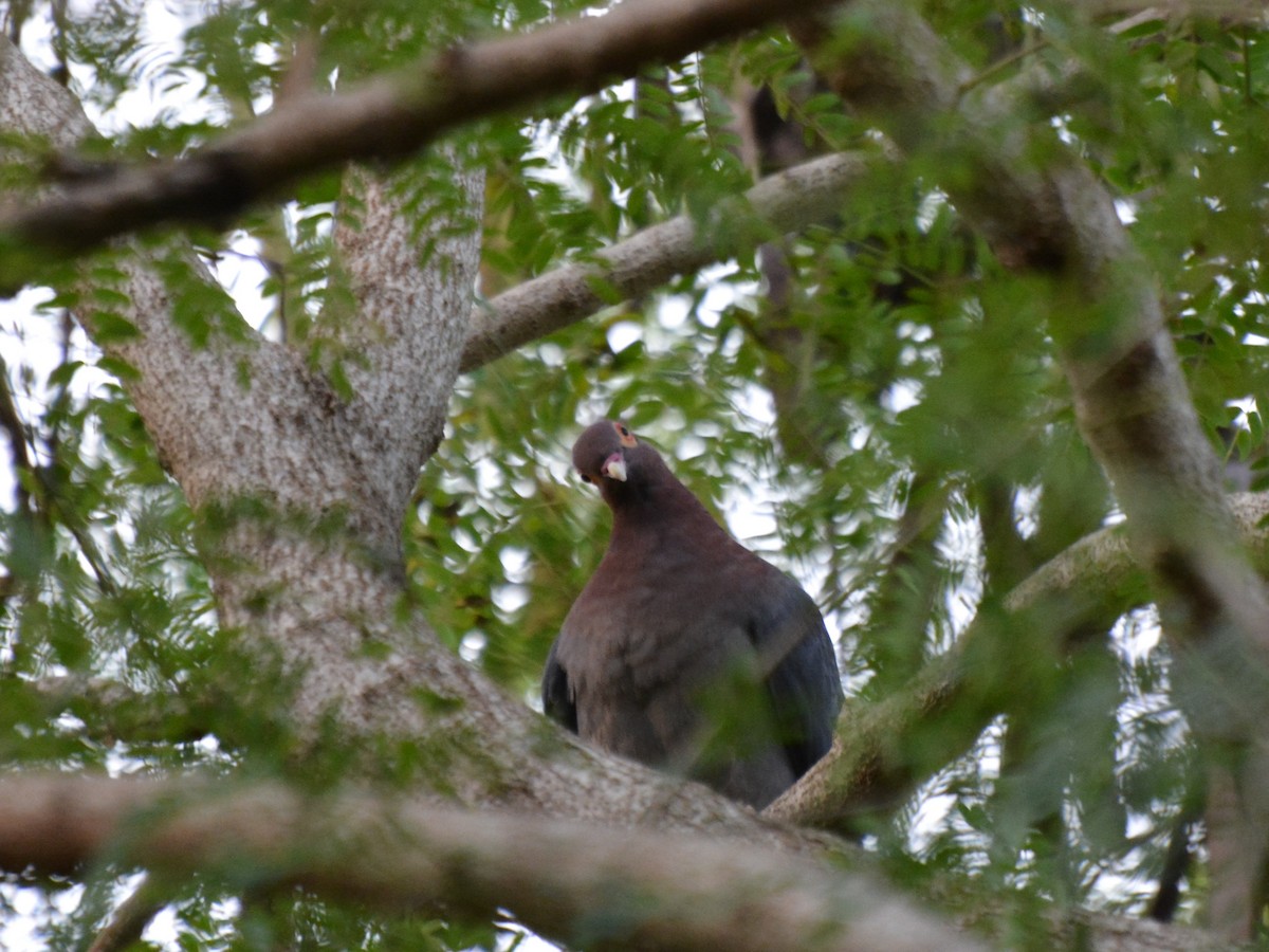 Scaly-naped Pigeon - Jeremy Collison