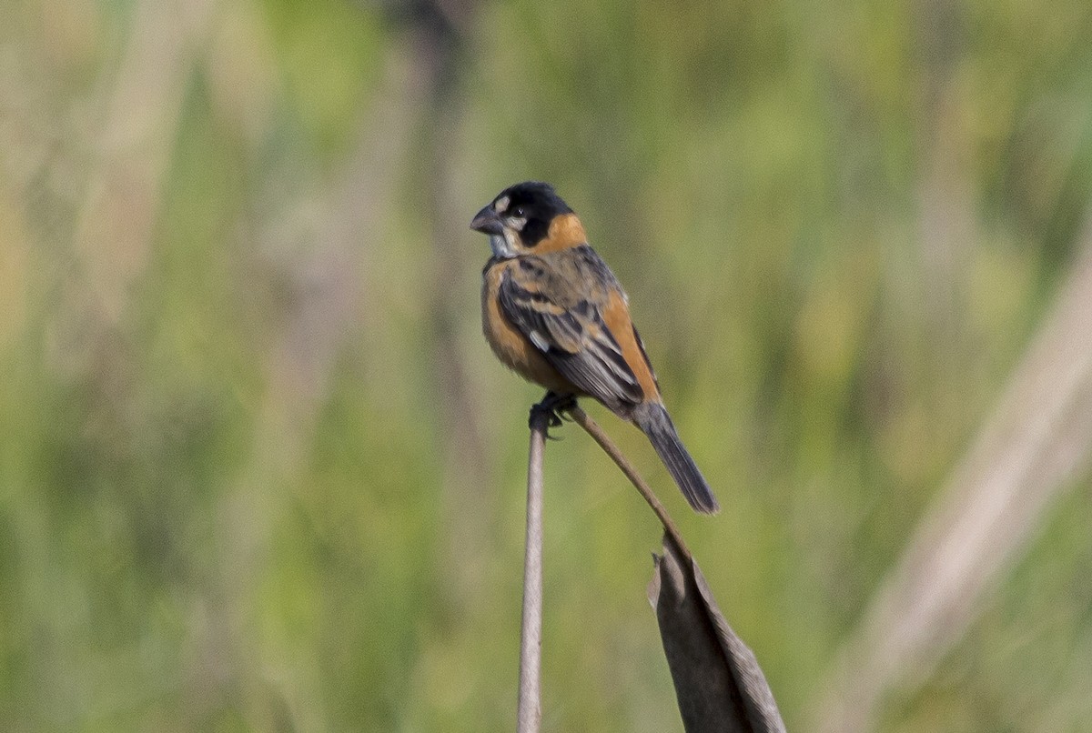 Rusty-collared Seedeater - ML81440121