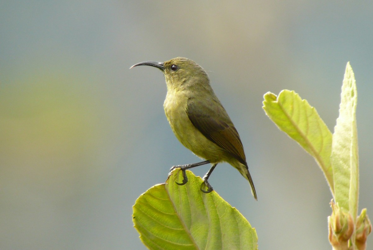 Usambara Double-collared Sunbird - Justyn Stahl
