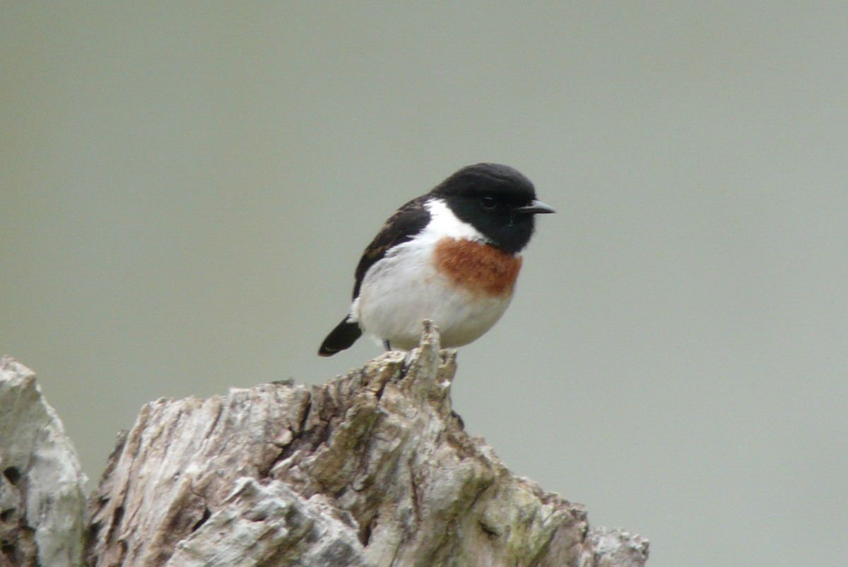 African Stonechat - ML81441221
