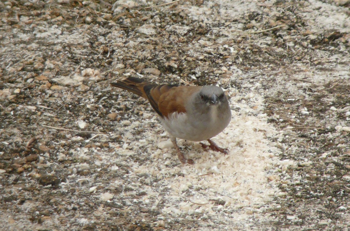 Northern Gray-headed Sparrow - ML81441351