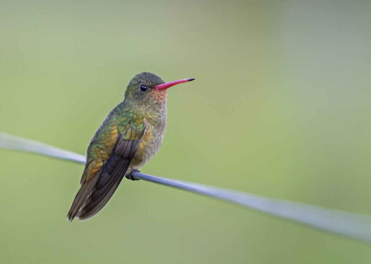 Gilded Hummingbird - Lorena Patrício