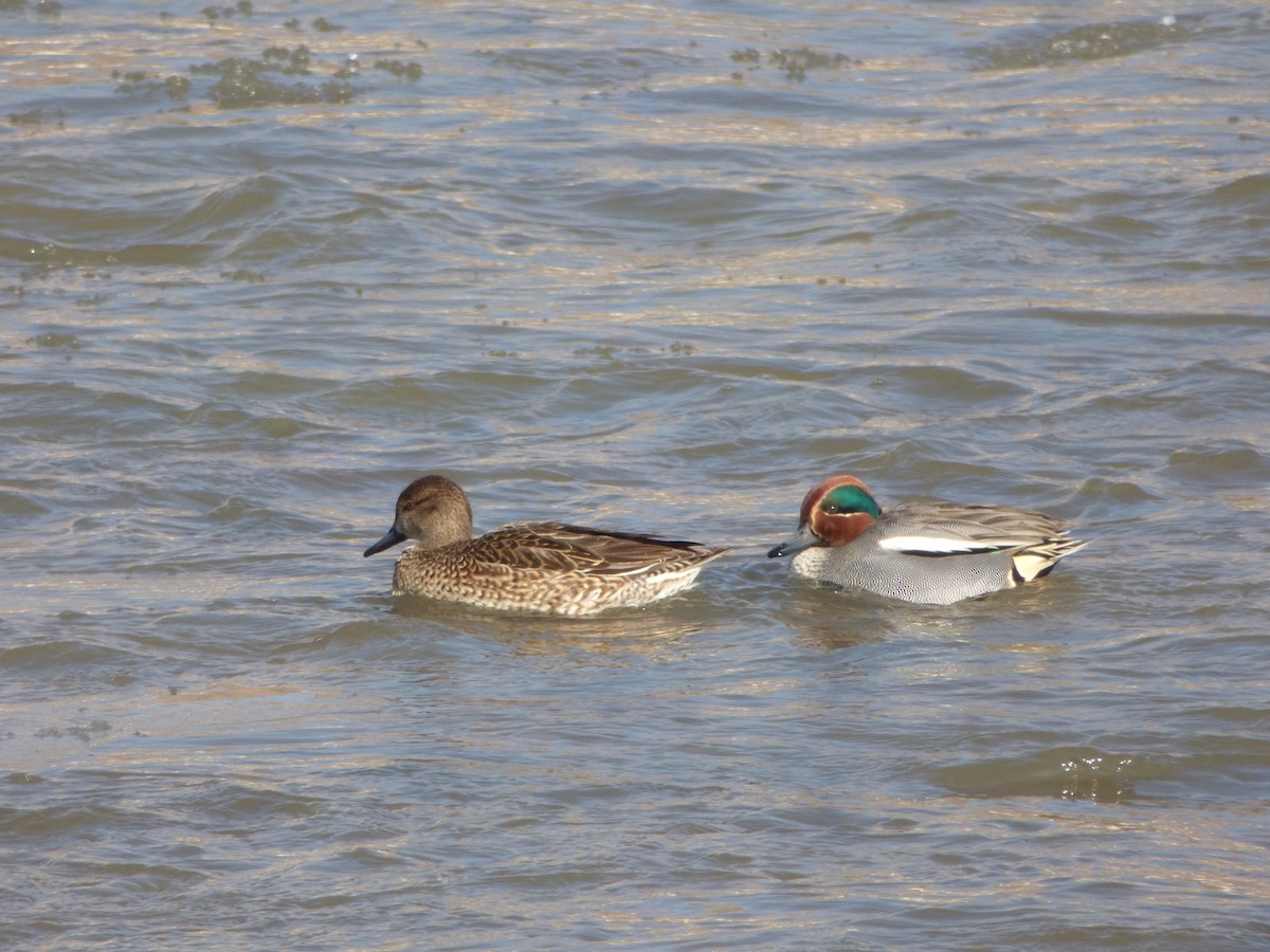 Green-winged Teal - ML81442651