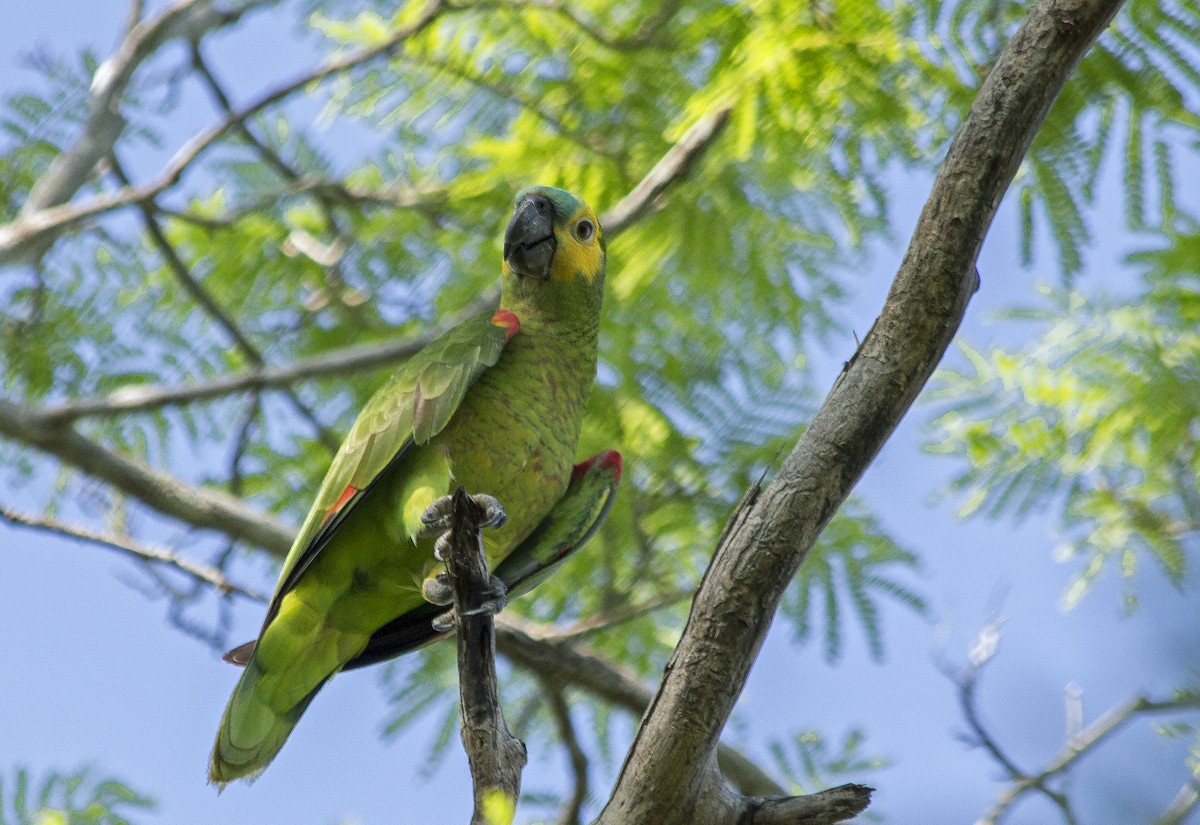 Turquoise-fronted Parrot - ML81442841