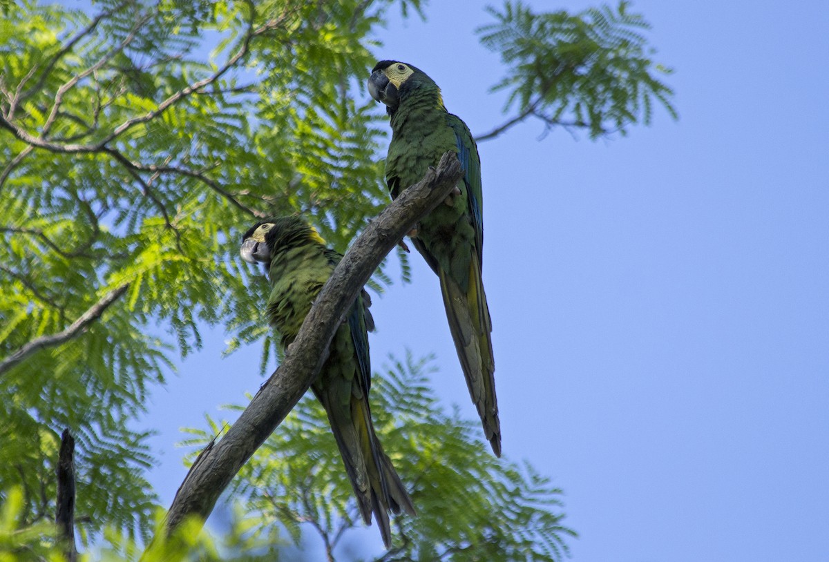 Yellow-collared Macaw - ML81443101