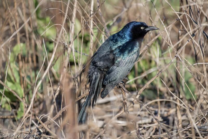 Boat-tailed Grackle - ML81443531