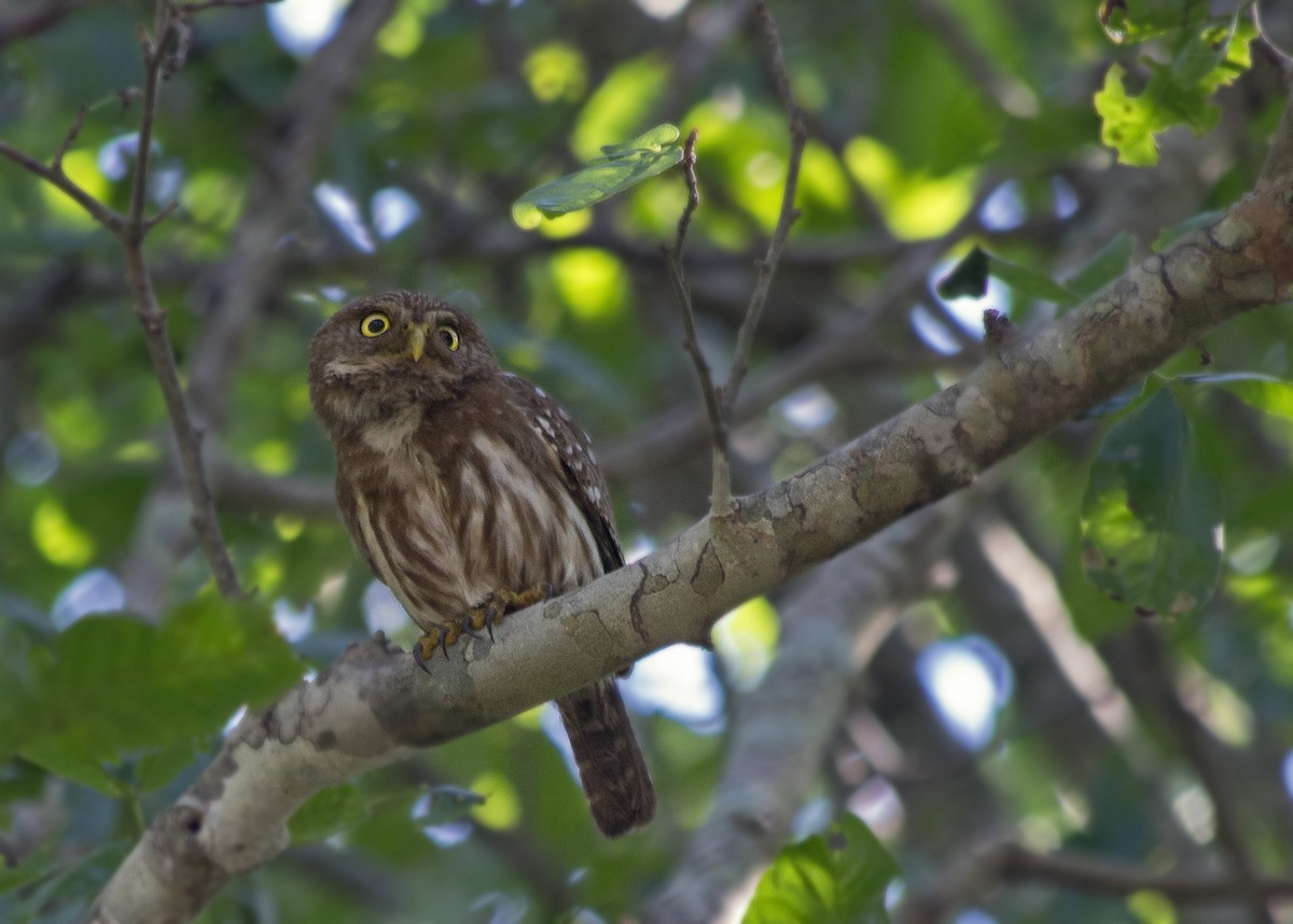 Ferruginous Pygmy-Owl - Lorena Patrício