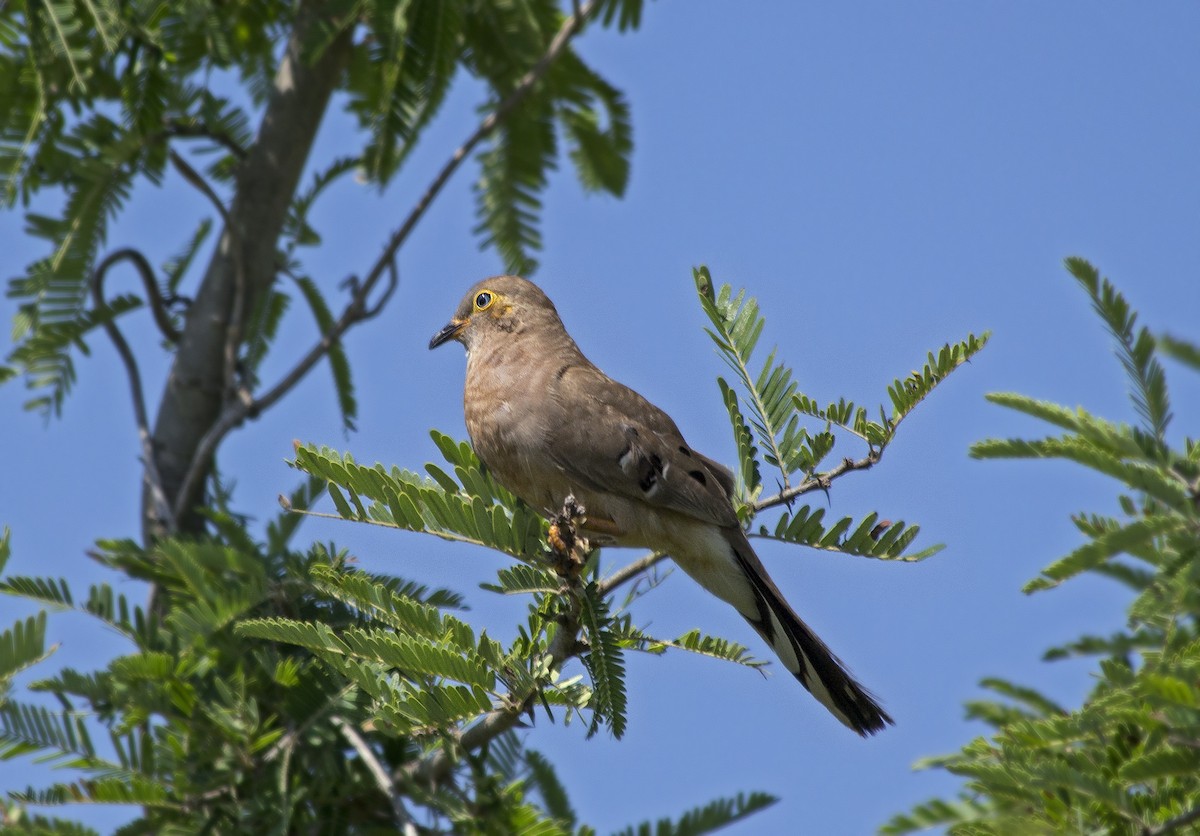 Long-tailed Ground Dove - ML81444151