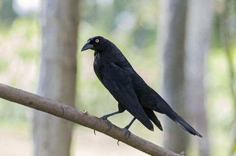 Molothrus oryzivorus