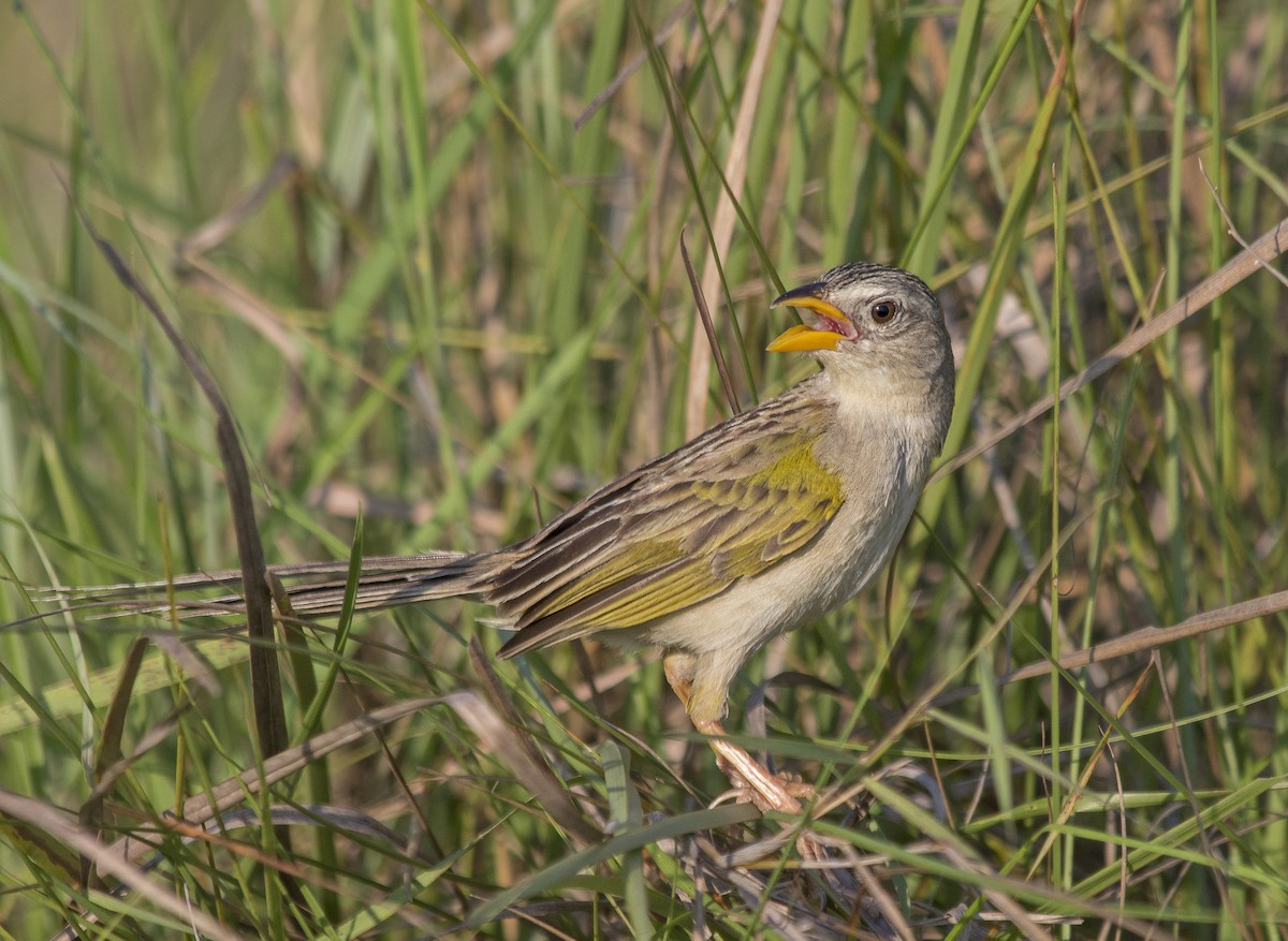 Wedge-tailed Grass-Finch - ML81444551
