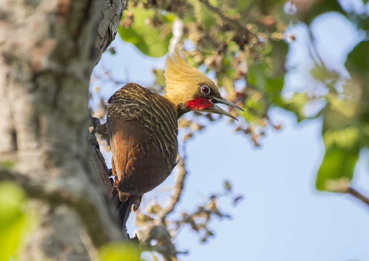 Pale-crested Woodpecker - Lorena Patrício
