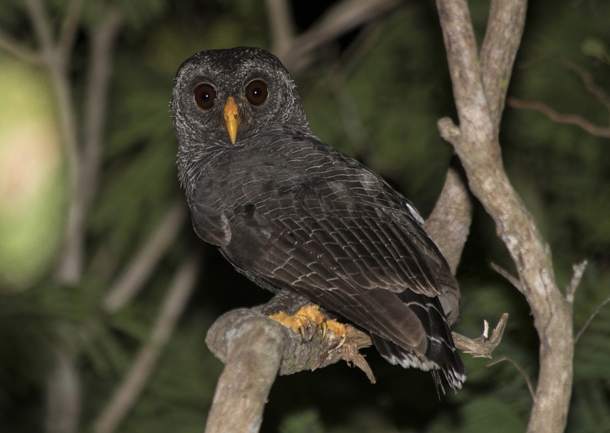 Black-banded Owl - ML81445801