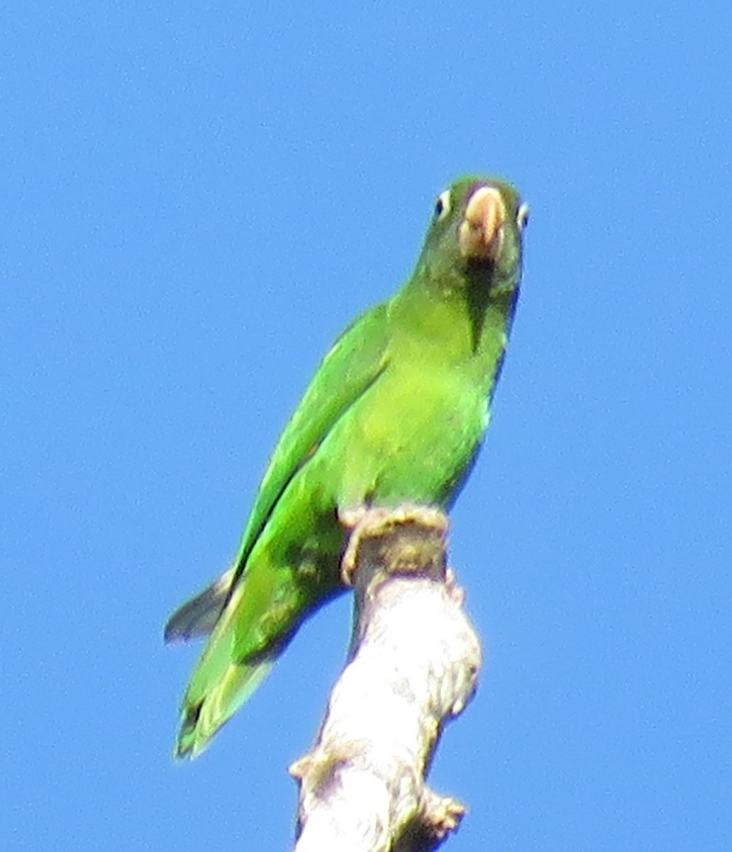 Golden-winged Parakeet - Adam Kent
