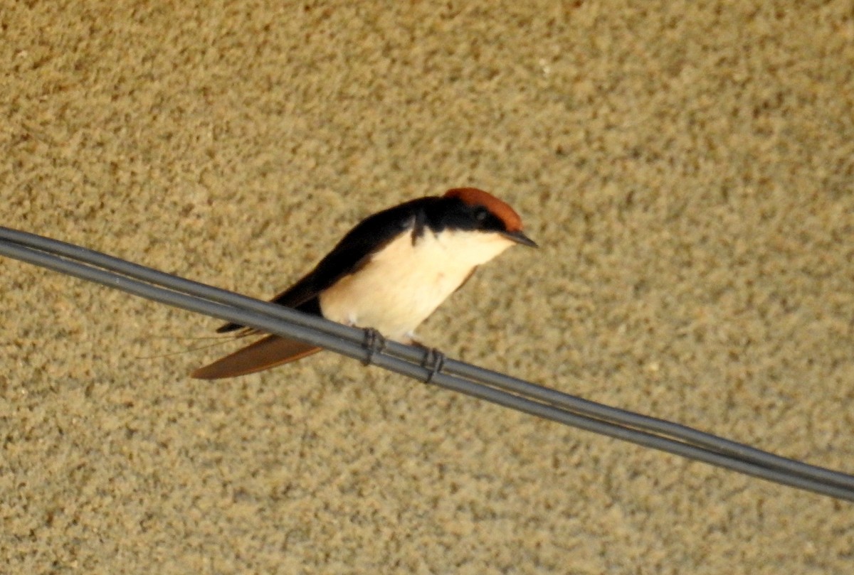 Wire-tailed Swallow - ML81448541