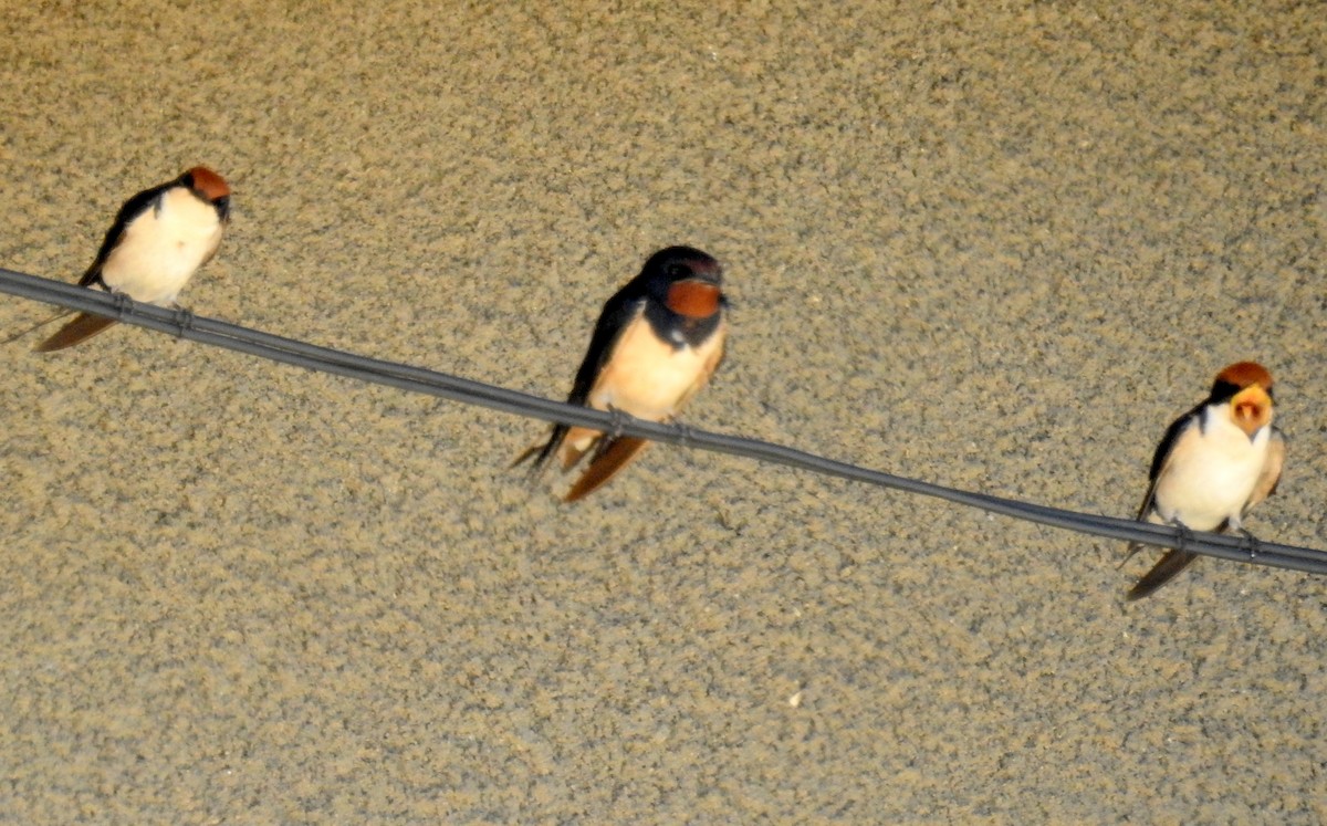 Wire-tailed Swallow - ML81448561
