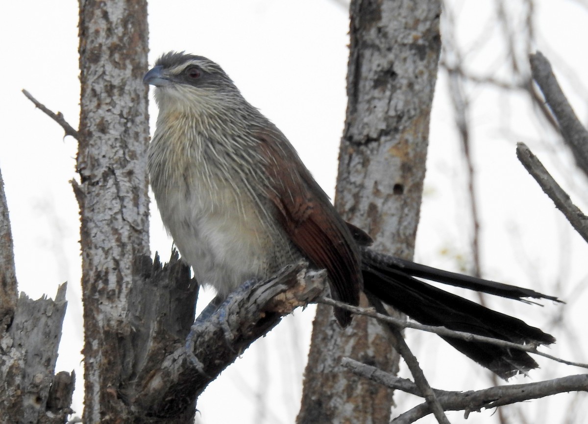 White-browed Coucal - ML81451561