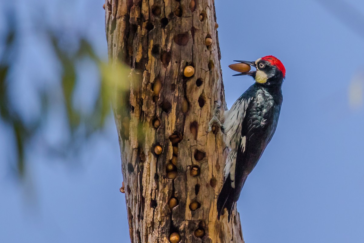 Acorn Woodpecker - ML81454011