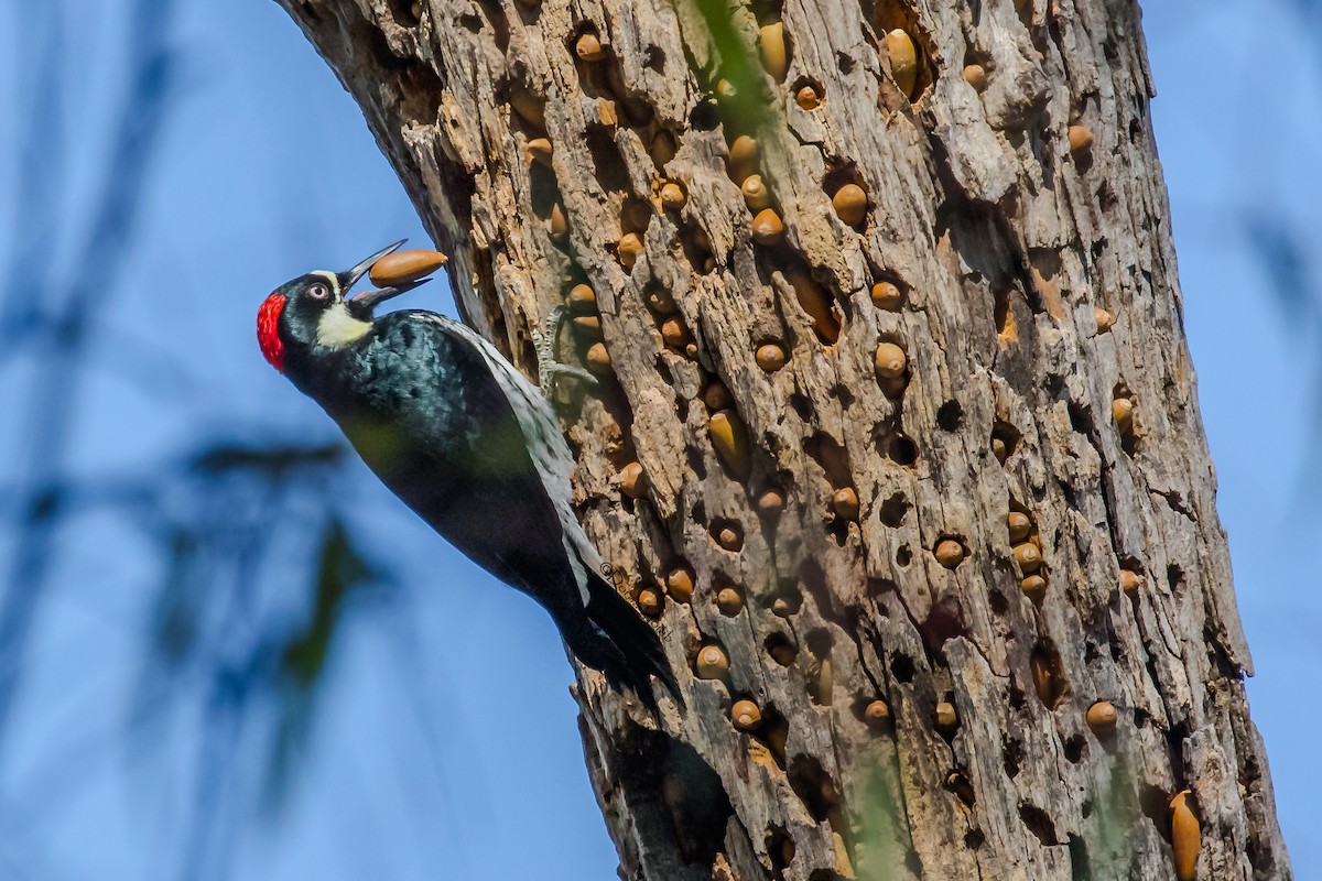 Acorn Woodpecker - ML81454021