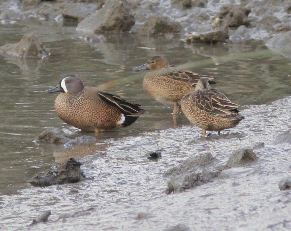 Blue-winged Teal - ML81454101