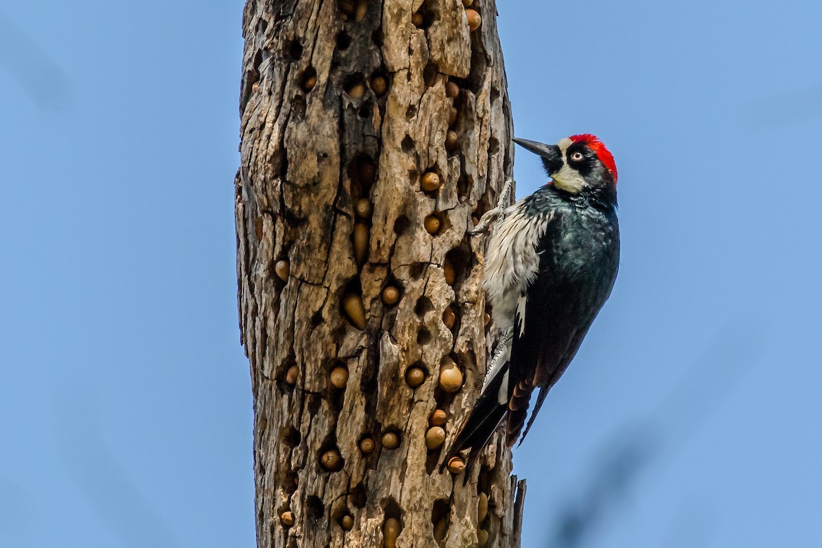 Acorn Woodpecker - ML81454431