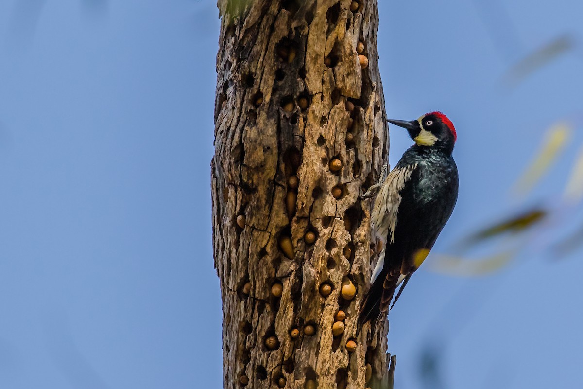 Acorn Woodpecker - ML81454441