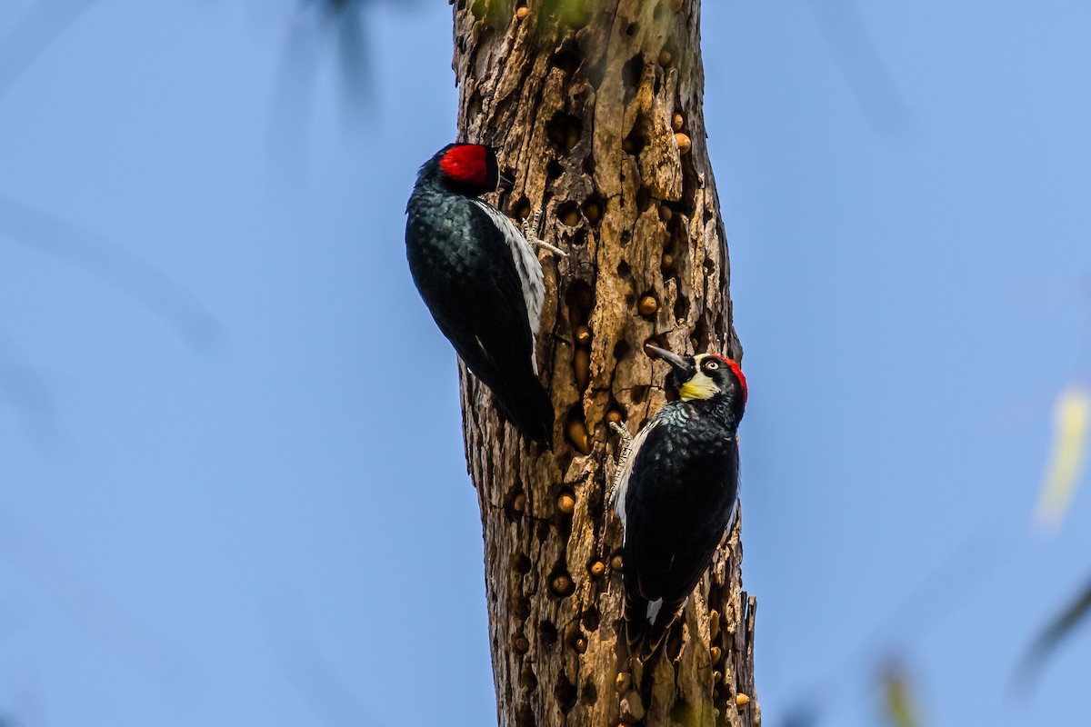 Acorn Woodpecker - Dorna Mojab