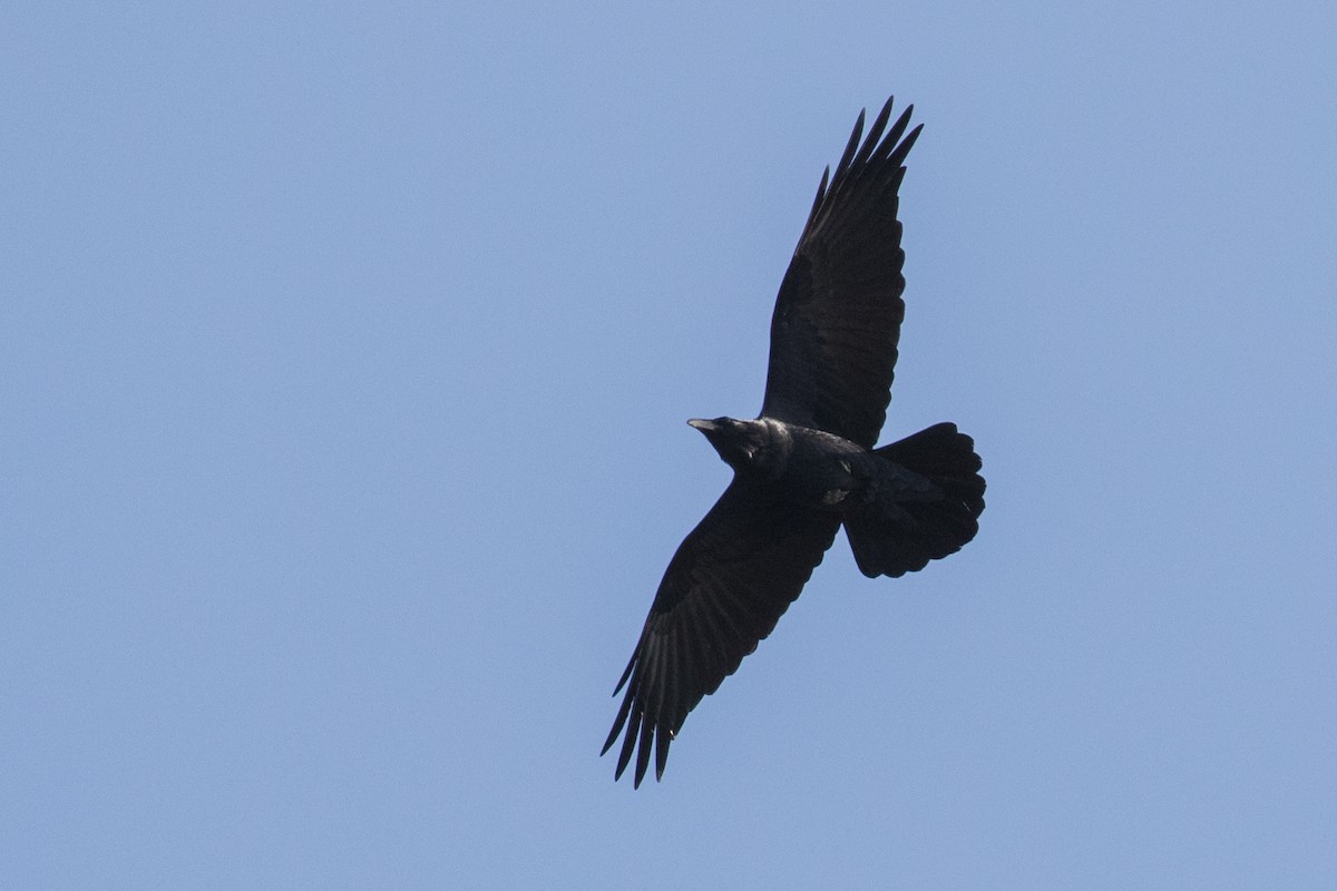 Common Raven - ML81455421