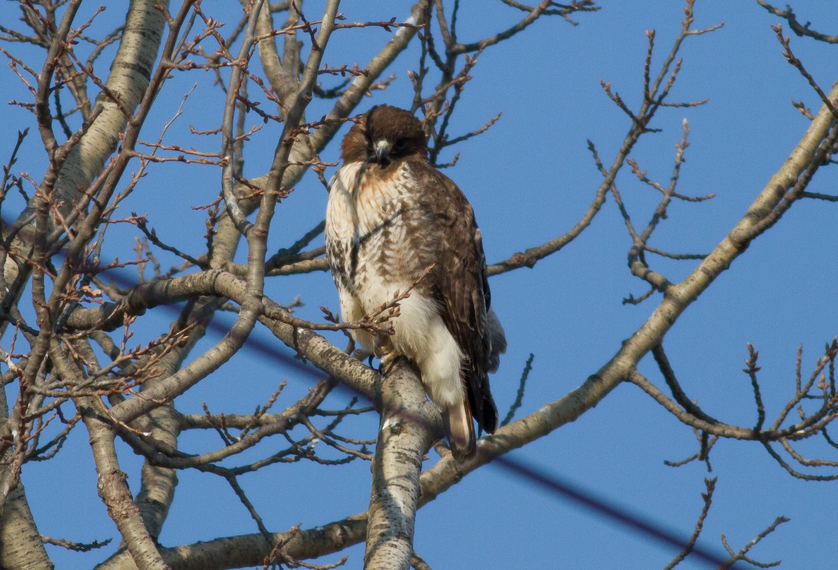 Red-tailed Hawk - ML81458421